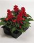 Seminte profesionale Salvia splendens - Salvia - imagine 48750